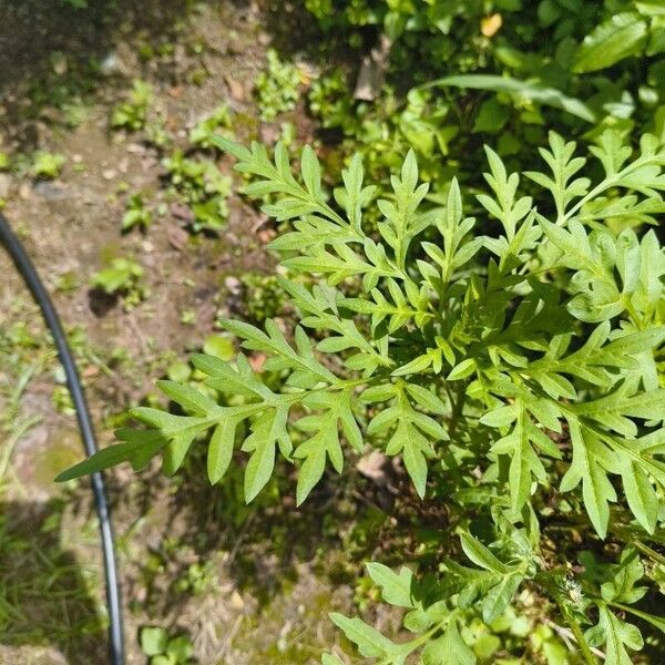 Cosmos caudatus Lehti