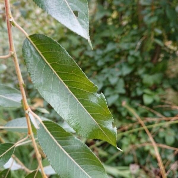 Salix daphnoides Leaf