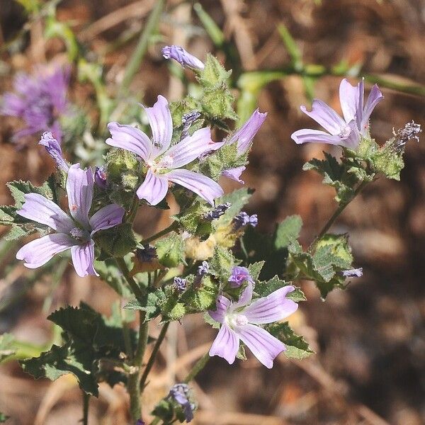 Malva nicaeensis Žiedas