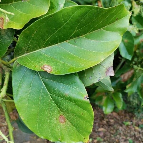 Pongamia pinnata Feuille