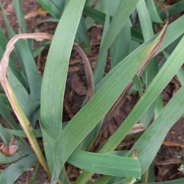 Iris pseudacorus Frunză