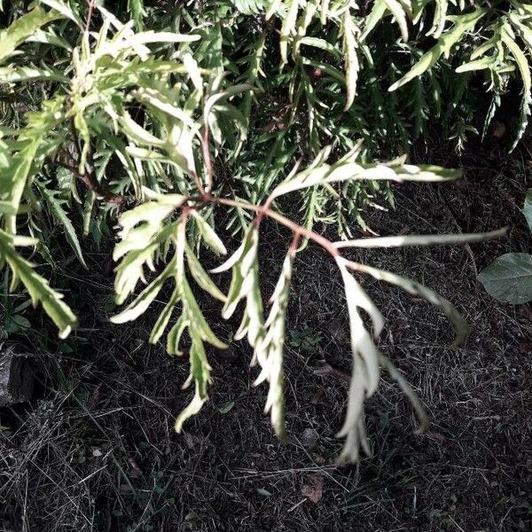 Polyscias filicifolia Leaf