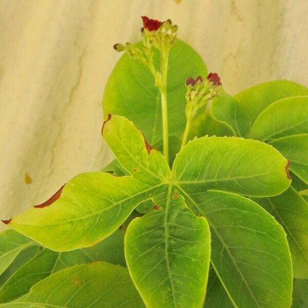 Jatropha gossypiifolia ഇല