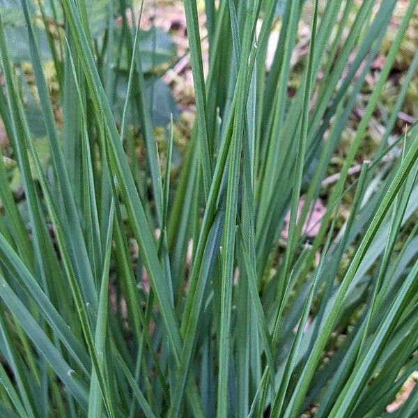 Molinia caerulea Φύλλο