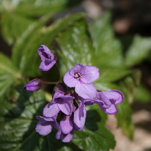 Cardamine pentaphyllos Flower