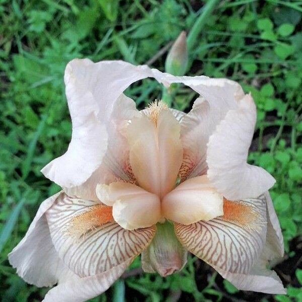 Iris × germanica Blüte