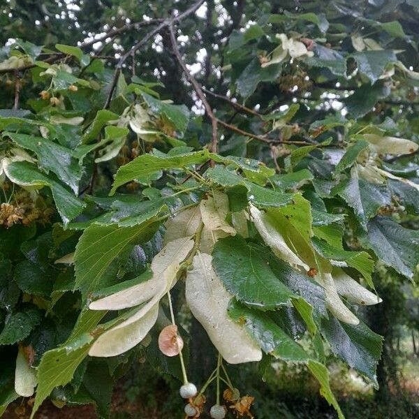 Tilia tomentosa Leht