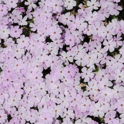 Phlox caespitosa Floare