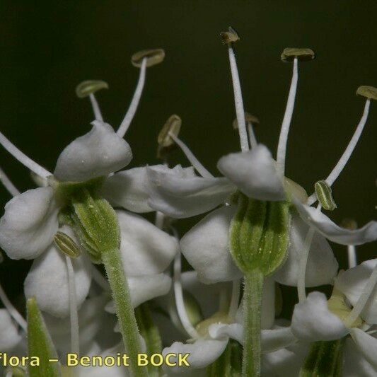 Pleurospermum austriacum 花