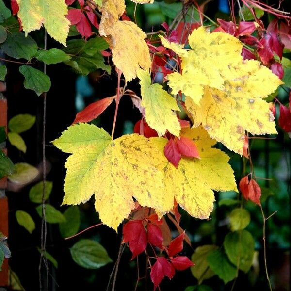 Acer spicatum Leaf