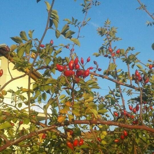 Rosa canina Fruit