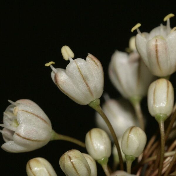 Allium pallens Flower