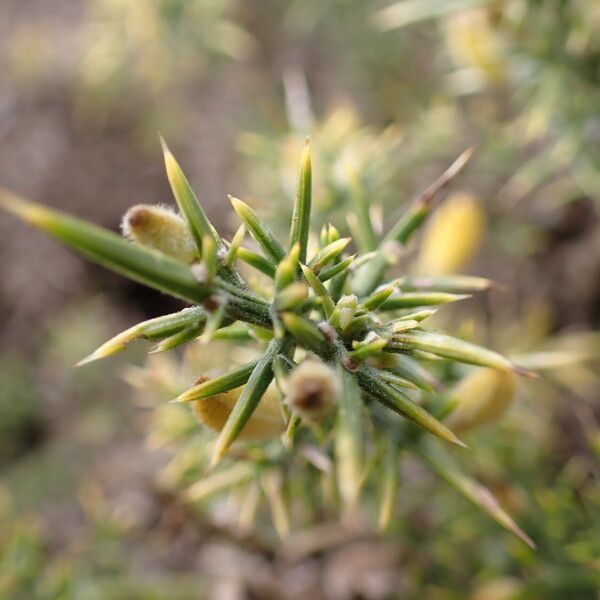 Ulex europaeus Φύλλο