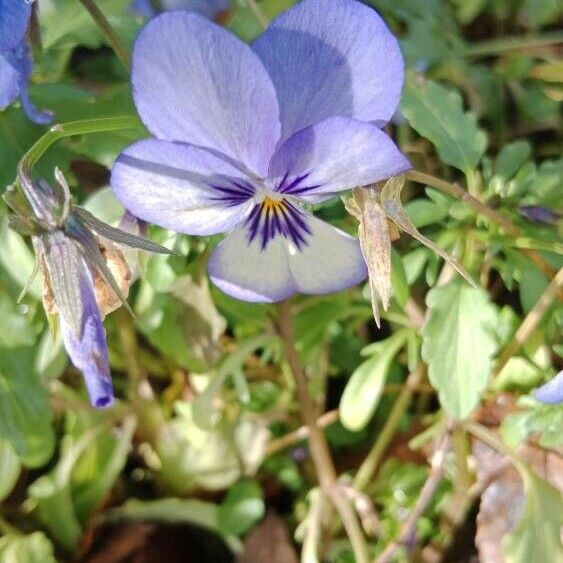 Viola tricolor പുഷ്പം