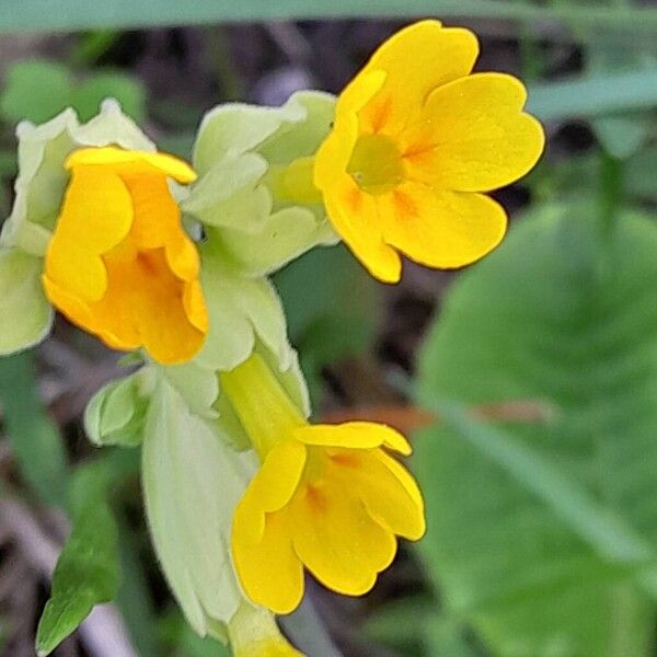 Primula veris Flower