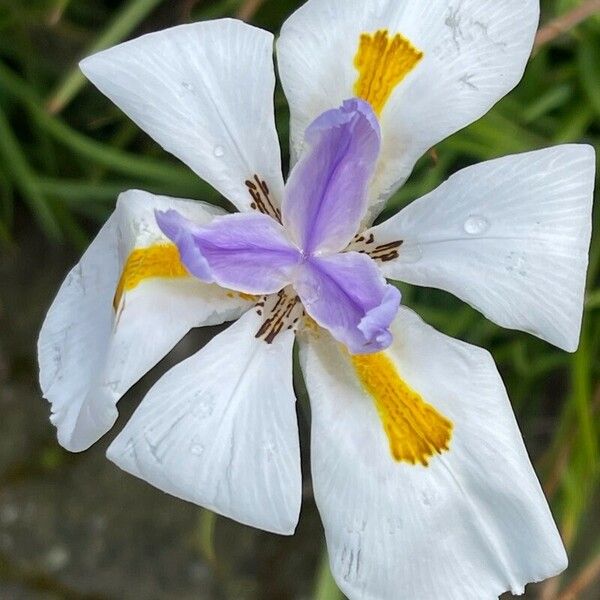 Dietes grandiflora Flor