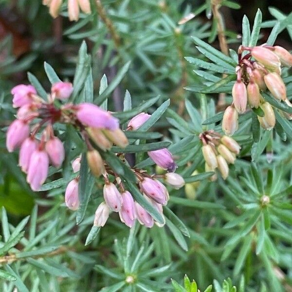 Erica carnea Leaf