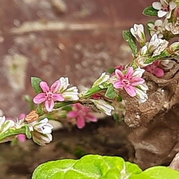 Polygonum plebeium Blomst