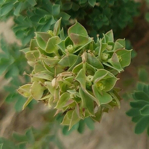 Euphorbia falcata Flower