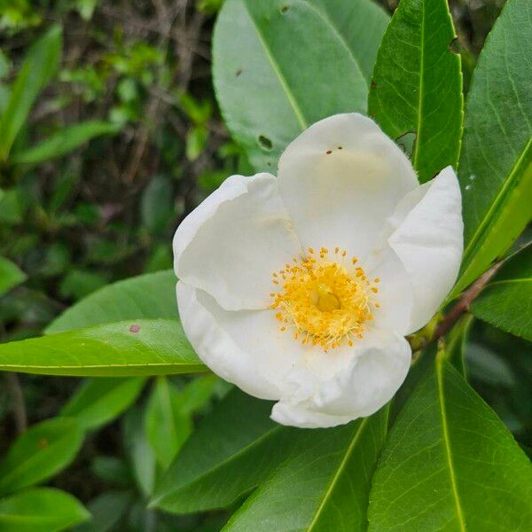 Magnolia virginiana Blüte