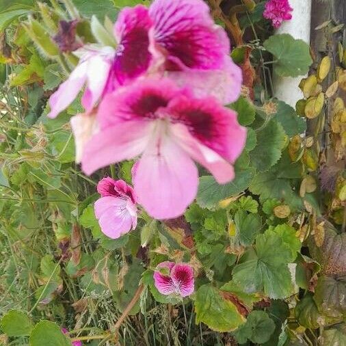 Pelargonium graveolens 花