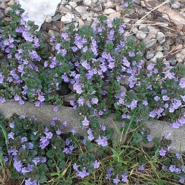 Glechoma hederacea Кветка