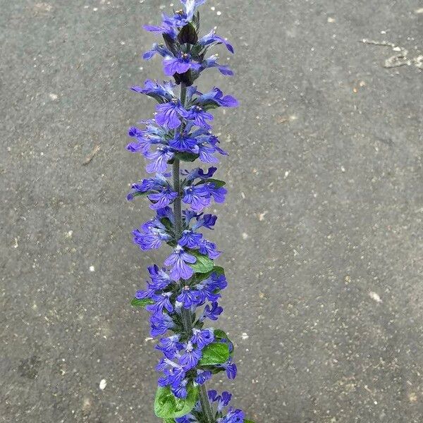 Ajuga genevensis Kvet