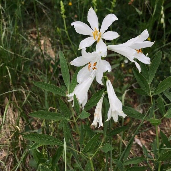 Lilium candidum Floro