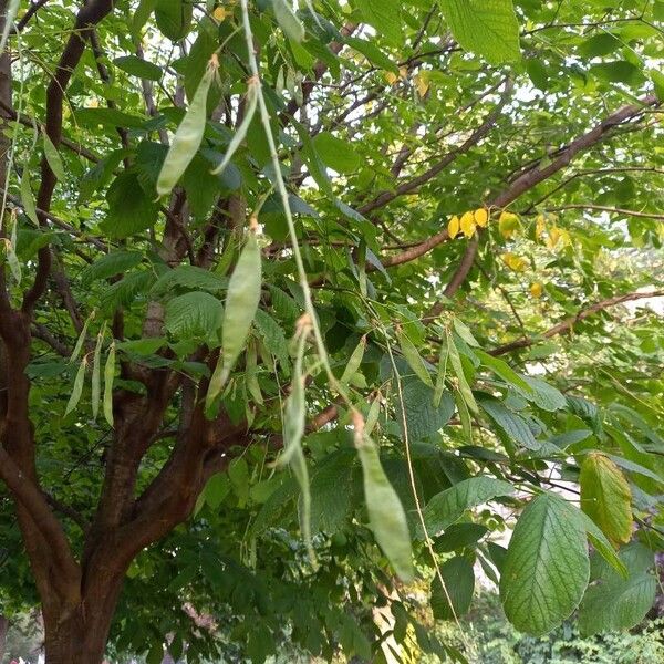 Cladrastis kentukea Fruit