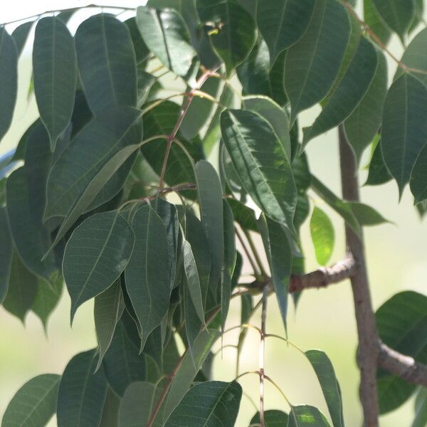 Sclerocarya birrea Blatt