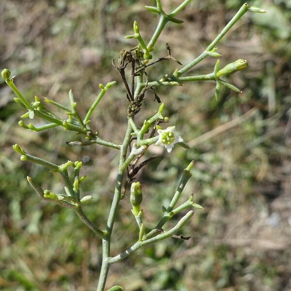 Thesium humifusum Habitus