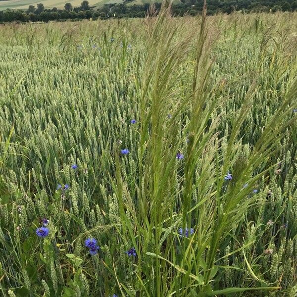 Apera spica-venti Flors