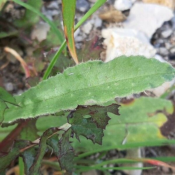 Nonea vesicaria Leaf
