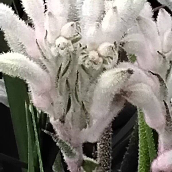 Anigozanthos flavidus Flower