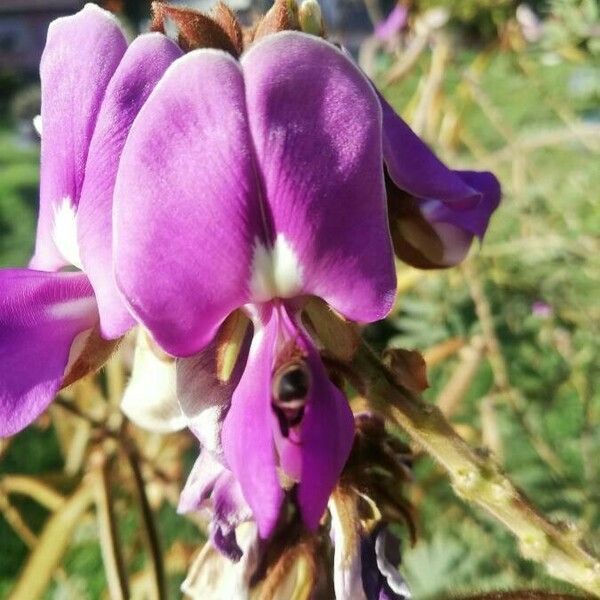 Tephrosia vogelii Hábito