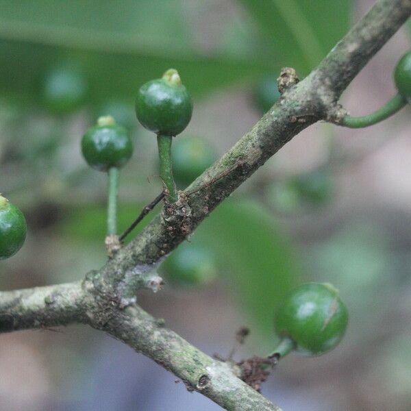 Eugenia stictopetala Fruchs