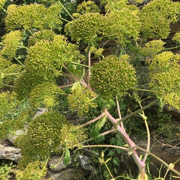 Ferula glauca ᱵᱟᱦᱟ