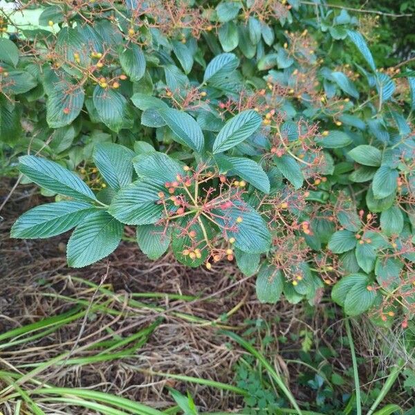 Viburnum sieboldii Цвят