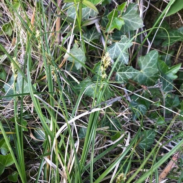 Carex echinata 叶