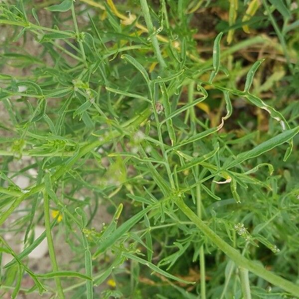 Sisymbrium altissimum Fuelha