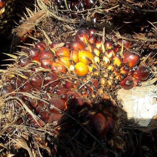 Elaeis guineensis Fruit