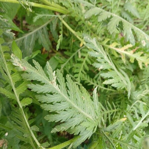 Achillea filipendulina Levél