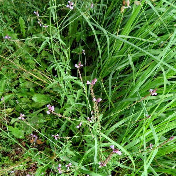 Verbena officinalis Çiçek