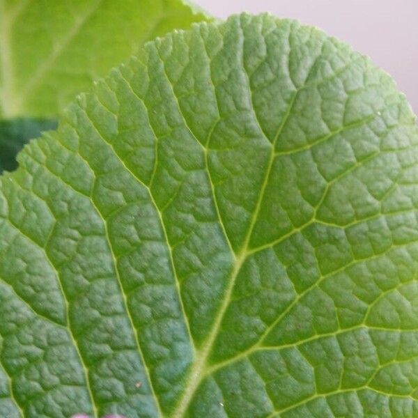 Primula × polyantha Leaf