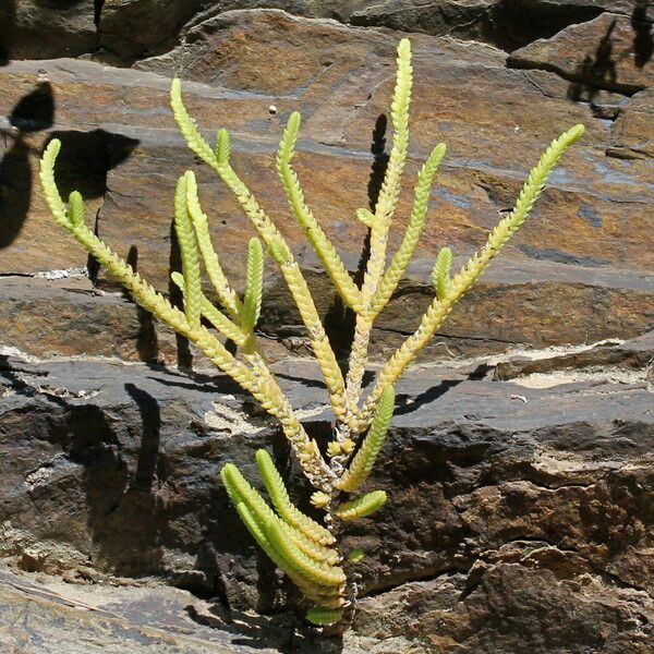 Crassula muscosa Hábito