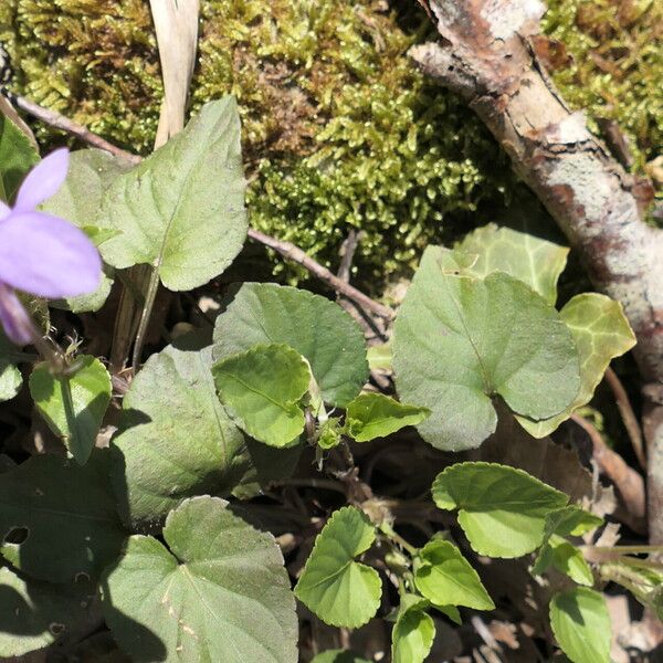 Viola reichenbachiana পাতা