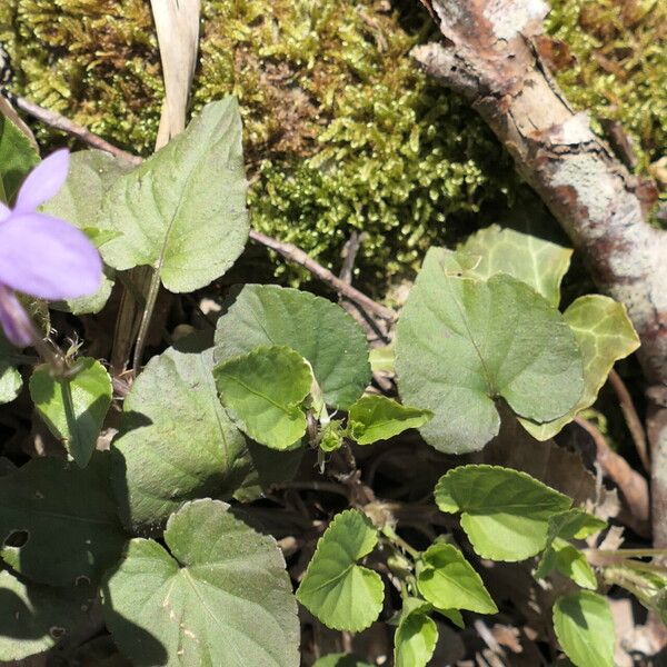 Viola reichenbachiana Hoja