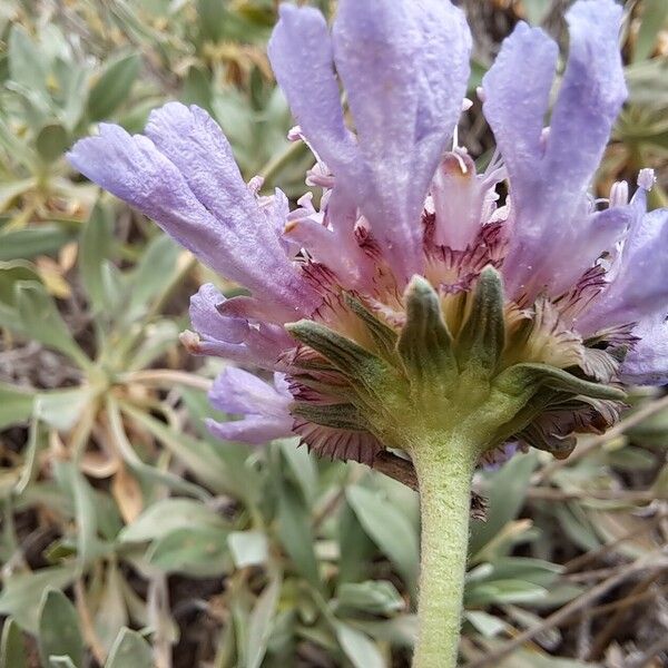 Lomelosia cretica Blomst