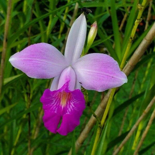 Arundina graminifolia 花