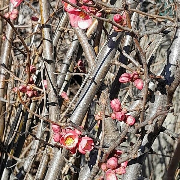 Chaenomeles speciosa Habit